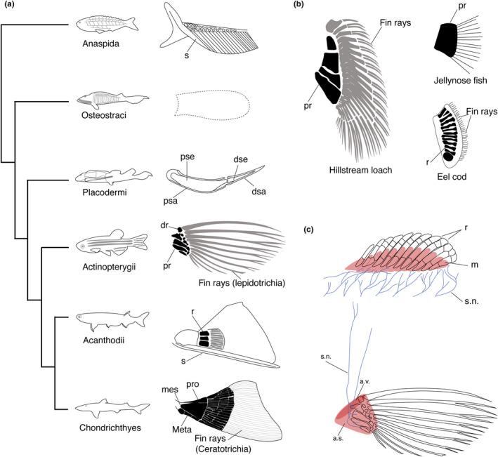 https://cdn.ncbi.nlm.nih.gov/pmc/blobs/9220/7383993/63470410efd6/DGD-62-311-g001.jpg