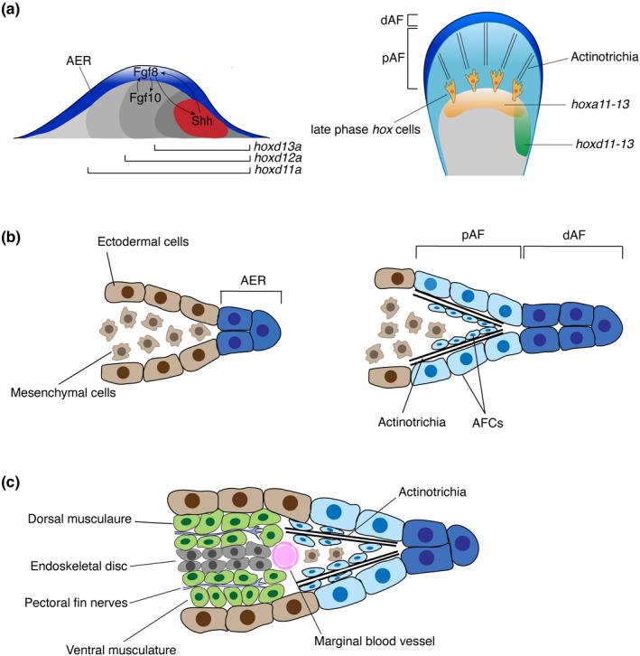 https://cdn.ncbi.nlm.nih.gov/pmc/blobs/9220/7383993/e7241ab22d1e/DGD-62-311-g002.jpg