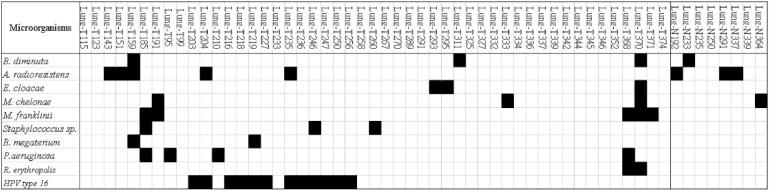 https://cdn.ncbi.nlm.nih.gov/pmc/blobs/9224/8466605/f33fcf295d69/genes-12-01458-g001.jpg