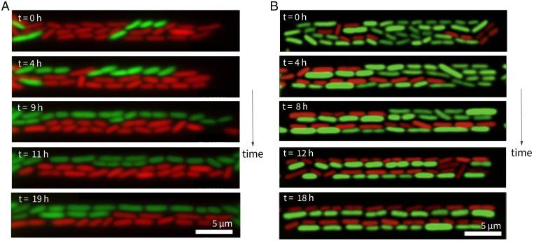 https://cdn.ncbi.nlm.nih.gov/pmc/blobs/922a/8944277/d785d01bf1f6/pnas.2120821119fig01.jpg