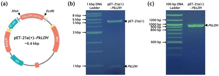 https://cdn.ncbi.nlm.nih.gov/pmc/blobs/922b/11171812/10b3c840f0d2/ijms-25-05615-g002.jpg