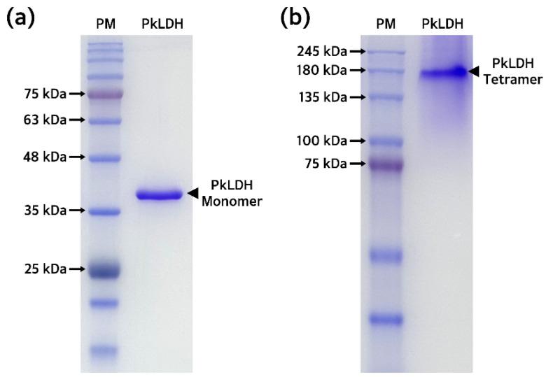 https://cdn.ncbi.nlm.nih.gov/pmc/blobs/922b/11171812/2f3a2d43e775/ijms-25-05615-g006.jpg
