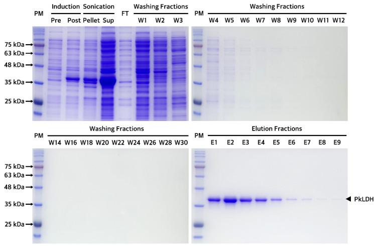 https://cdn.ncbi.nlm.nih.gov/pmc/blobs/922b/11171812/932b79ddead7/ijms-25-05615-g005.jpg