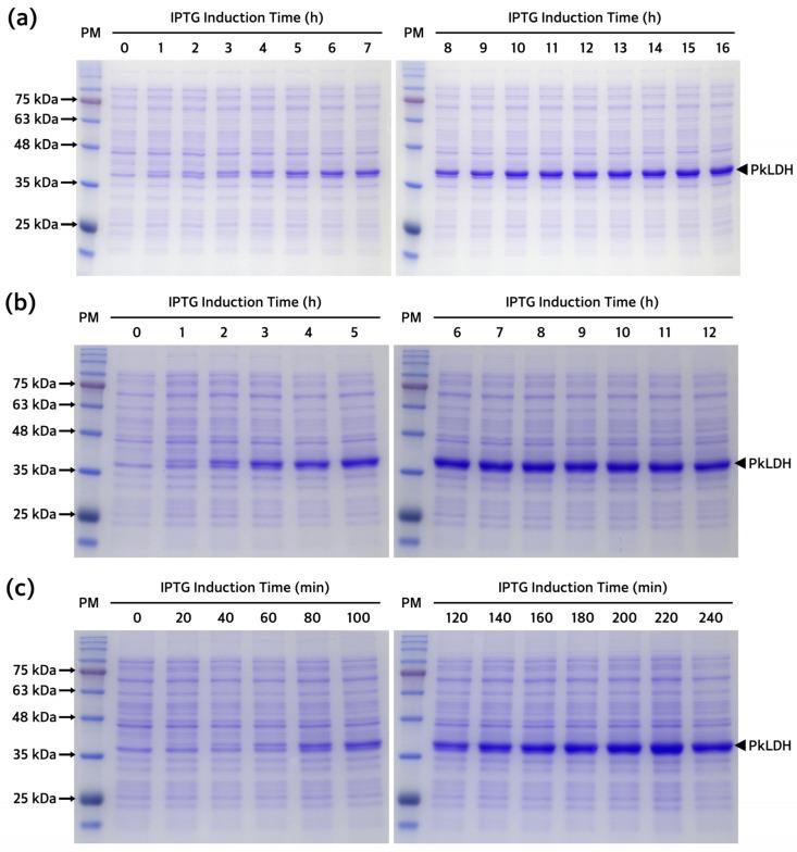 https://cdn.ncbi.nlm.nih.gov/pmc/blobs/922b/11171812/c1e8b07d6c7a/ijms-25-05615-g004.jpg