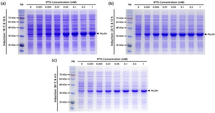 https://cdn.ncbi.nlm.nih.gov/pmc/blobs/922b/11171812/ffe095a4e51f/ijms-25-05615-g003.jpg