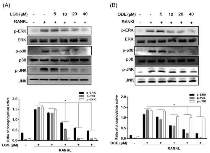 https://cdn.ncbi.nlm.nih.gov/pmc/blobs/922b/8004897/b4fa6221a908/molecules-26-01779-g006.jpg