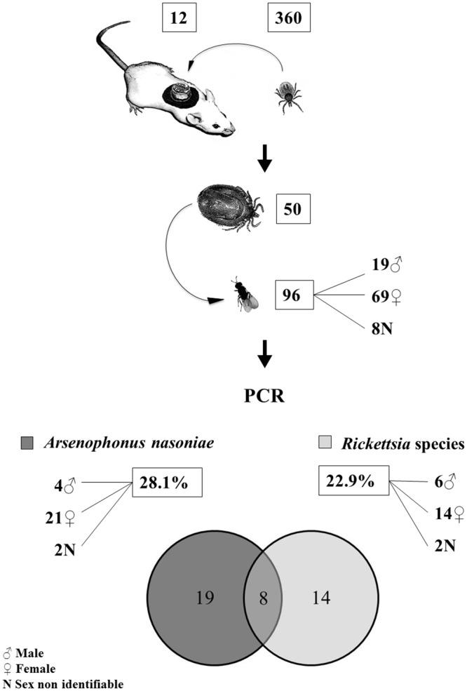 https://cdn.ncbi.nlm.nih.gov/pmc/blobs/922d/4762546/209662bf7e8d/pone.0149950.g001.jpg
