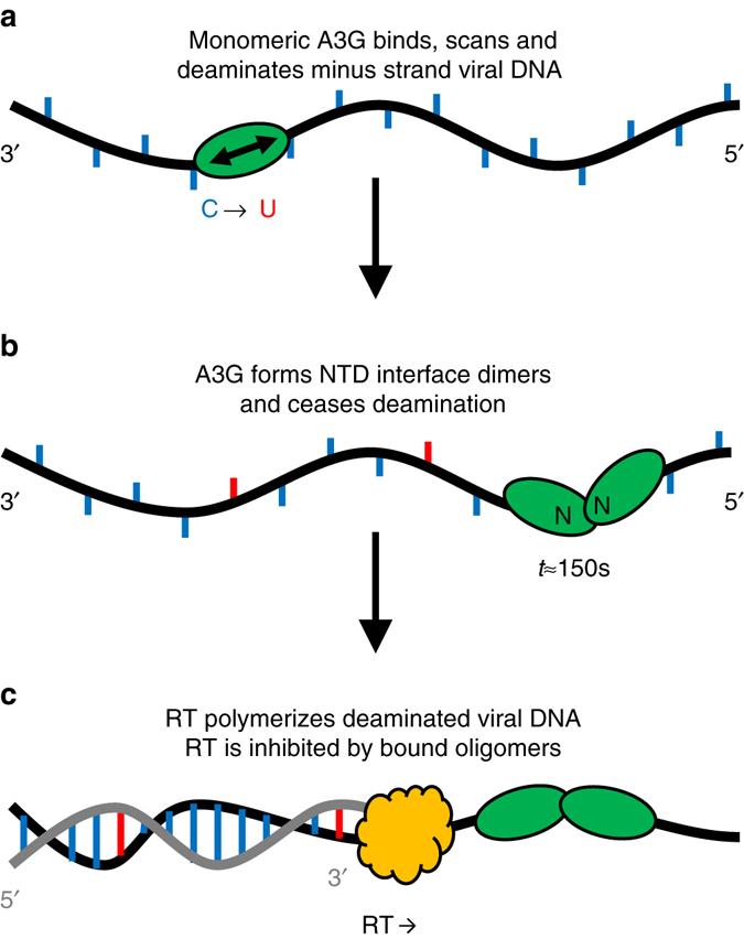 https://cdn.ncbi.nlm.nih.gov/pmc/blobs/922d/5605669/112fc6d224eb/41467_2017_501_Fig8_HTML.jpg
