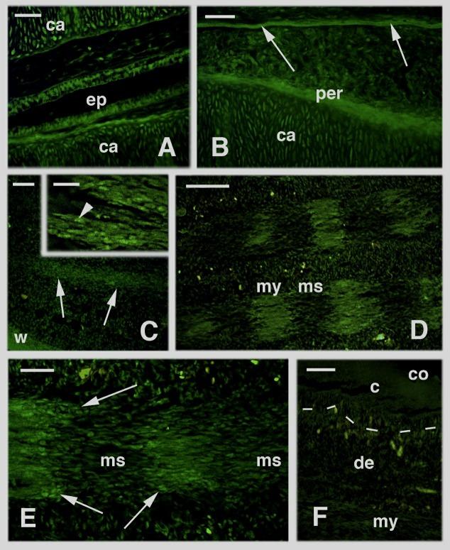 https://cdn.ncbi.nlm.nih.gov/pmc/blobs/922e/6755122/5dd4c64a3fee/ZoolRes-40-5-416-f007.jpg