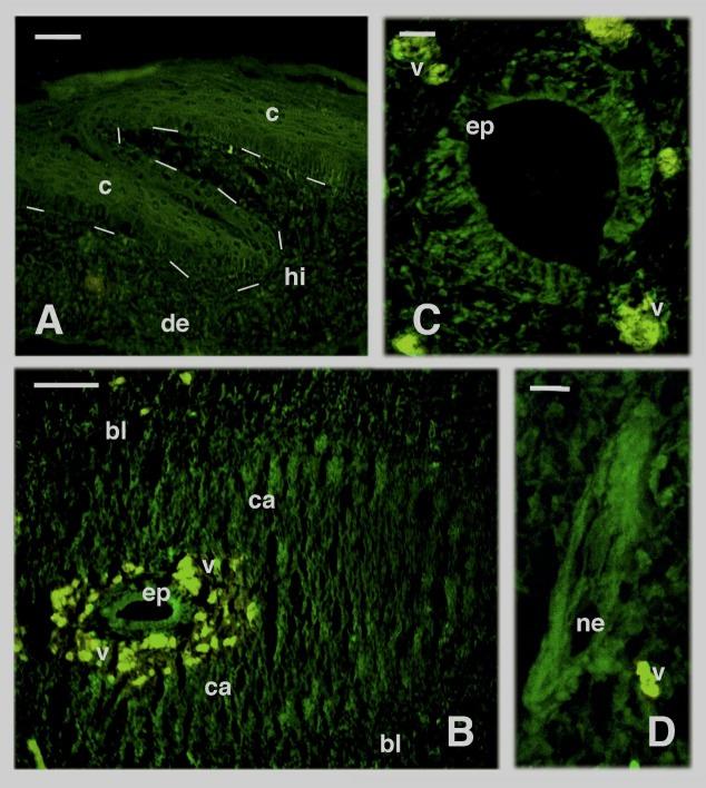 https://cdn.ncbi.nlm.nih.gov/pmc/blobs/922e/6755122/c5d6851f4528/ZoolRes-40-5-416-f006.jpg
