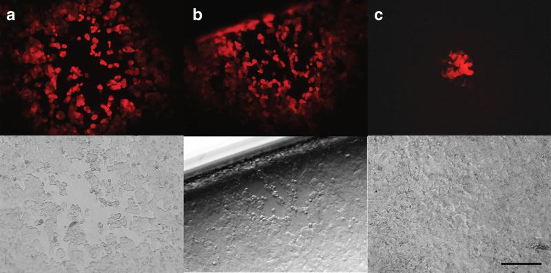 https://cdn.ncbi.nlm.nih.gov/pmc/blobs/922f/4782937/9f5ce40e161c/mto20142-f4.jpg
