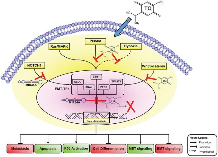 https://cdn.ncbi.nlm.nih.gov/pmc/blobs/922f/5400590/076df8845861/oncotarget-08-21362-g008.jpg