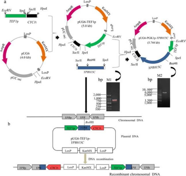 https://cdn.ncbi.nlm.nih.gov/pmc/blobs/9231/10266292/f3c8a3b51069/j_pjm-2023-019_fig_001.jpg