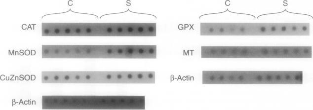 https://cdn.ncbi.nlm.nih.gov/pmc/blobs/9233/1858137/cf1c8590c5b2/amjpathol00013-0263-a.jpg