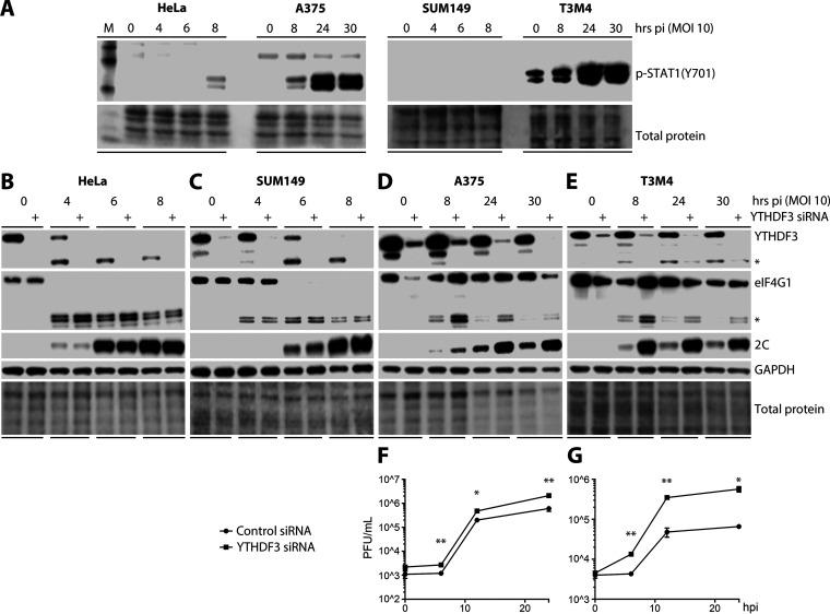 https://cdn.ncbi.nlm.nih.gov/pmc/blobs/9234/8092205/677cd2c3c71c/mBio.00116-21_f002.jpg