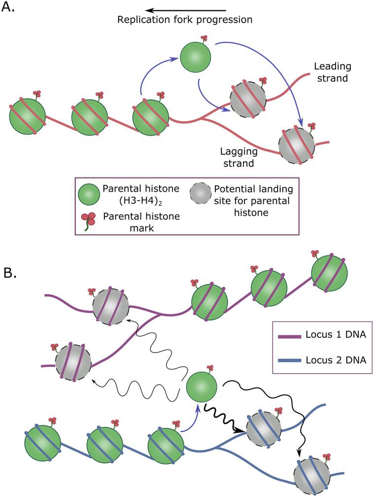 https://cdn.ncbi.nlm.nih.gov/pmc/blobs/9236/10760866/02b7da2e53fd/pcbi.1011725.g001.jpg