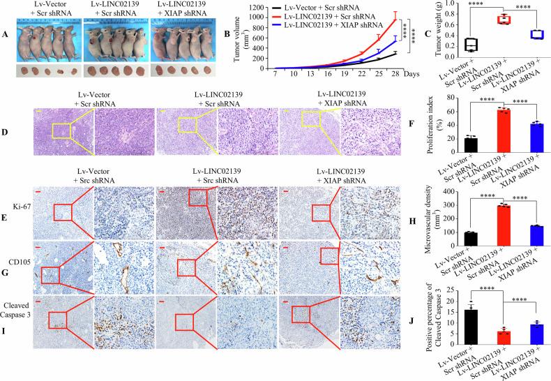 https://cdn.ncbi.nlm.nih.gov/pmc/blobs/923b/11557945/2ac4eabb1b71/42003_2024_7202_Fig7_HTML.jpg