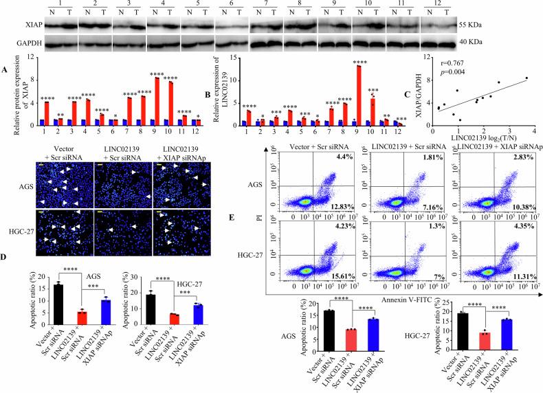 https://cdn.ncbi.nlm.nih.gov/pmc/blobs/923b/11557945/4afe0dc12b1f/42003_2024_7202_Fig6_HTML.jpg
