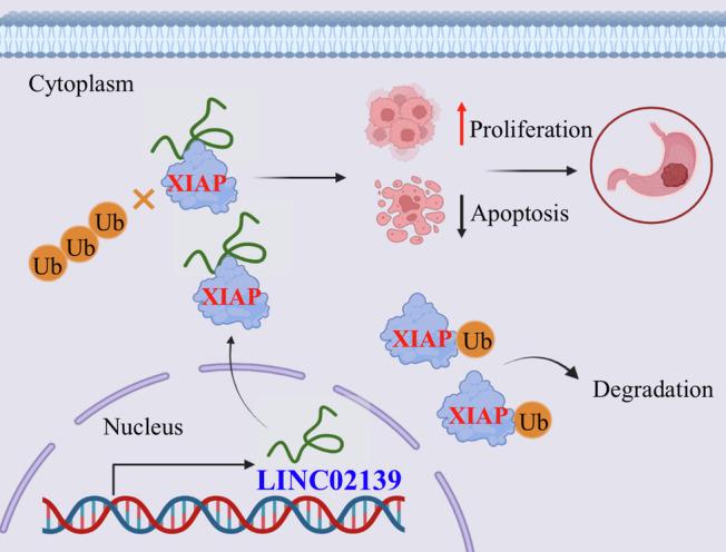 https://cdn.ncbi.nlm.nih.gov/pmc/blobs/923b/11557945/7ced395977c5/42003_2024_7202_Fig8_HTML.jpg
