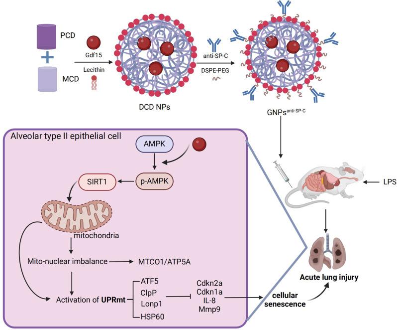 https://cdn.ncbi.nlm.nih.gov/pmc/blobs/923b/12060536/ea975413a0d1/12951_2025_3382_Fig10_HTML.jpg