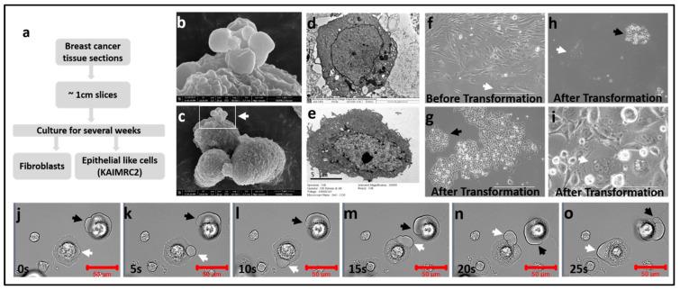 https://cdn.ncbi.nlm.nih.gov/pmc/blobs/923c/8225085/5f3d543c8c82/cells-10-01303-g001.jpg