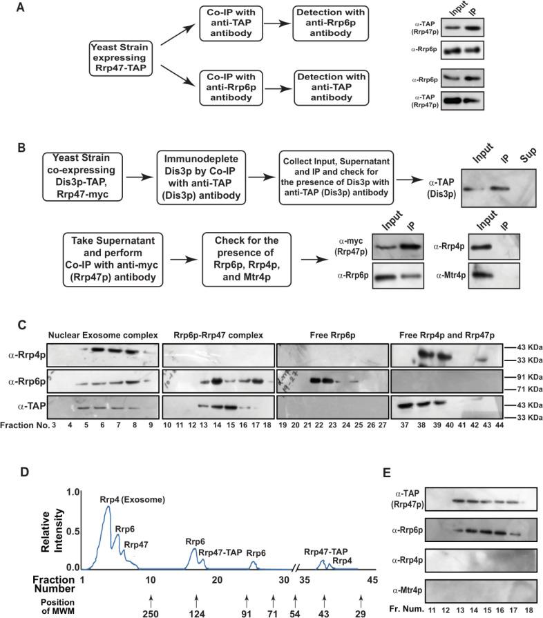 https://cdn.ncbi.nlm.nih.gov/pmc/blobs/923e/11115967/609a10363ed7/mic-11-155-g003.jpg