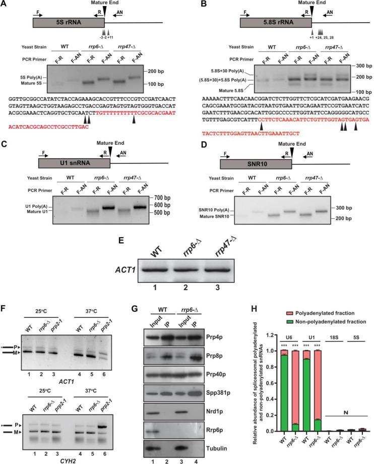 https://cdn.ncbi.nlm.nih.gov/pmc/blobs/923e/11115967/b76b65747fc0/mic-11-155-g007.jpg