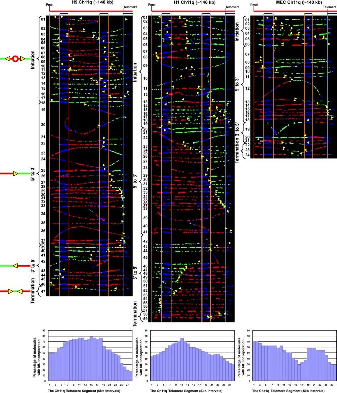 https://cdn.ncbi.nlm.nih.gov/pmc/blobs/9240/3328383/3a4d0edf4860/JCB_201112083_Fig4.jpg
