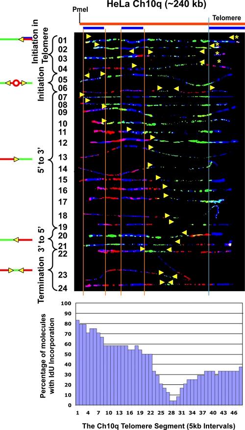 https://cdn.ncbi.nlm.nih.gov/pmc/blobs/9240/3328383/4cd5ece8d1ee/JCB_201112083_Fig6.jpg