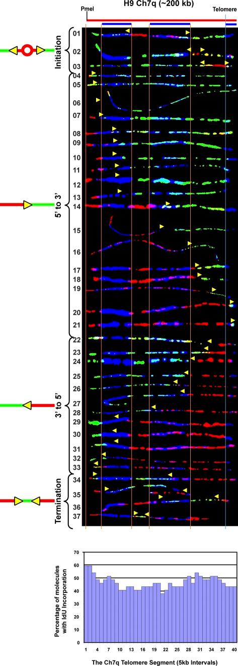 https://cdn.ncbi.nlm.nih.gov/pmc/blobs/9240/3328383/d40dcd275cc0/JCB_201112083_Fig5.jpg