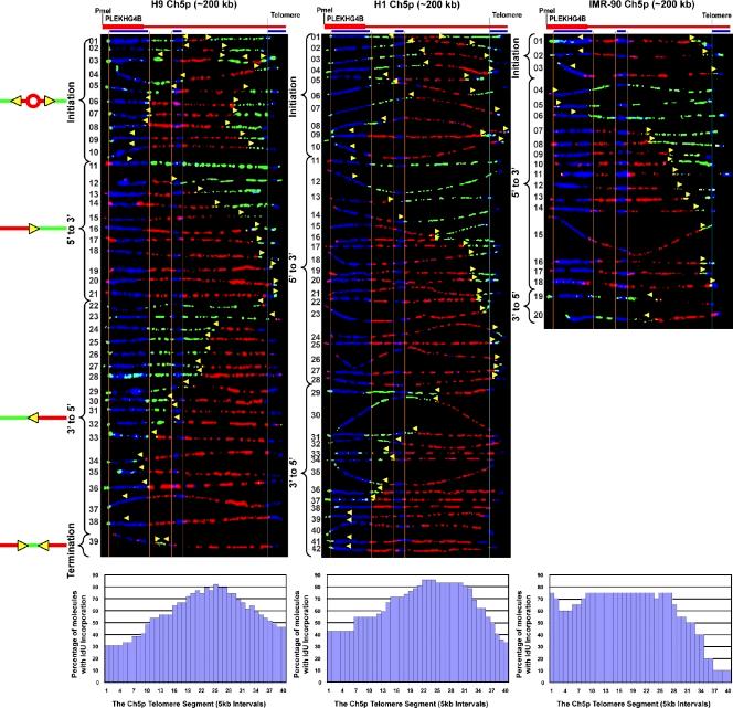 https://cdn.ncbi.nlm.nih.gov/pmc/blobs/9240/3328383/f9f0e89b626b/JCB_201112083_Fig2.jpg