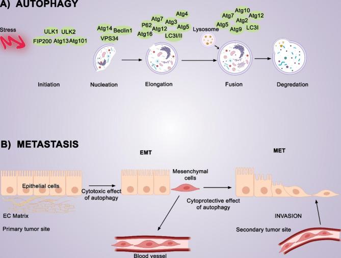 https://cdn.ncbi.nlm.nih.gov/pmc/blobs/9241/10262367/8ae3ad98f171/12935_2023_2960_Fig1_HTML.jpg