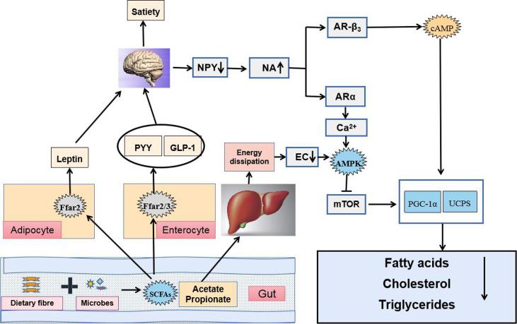 https://cdn.ncbi.nlm.nih.gov/pmc/blobs/9242/8417472/c00a761b1011/fcimb-11-634780-g004.jpg