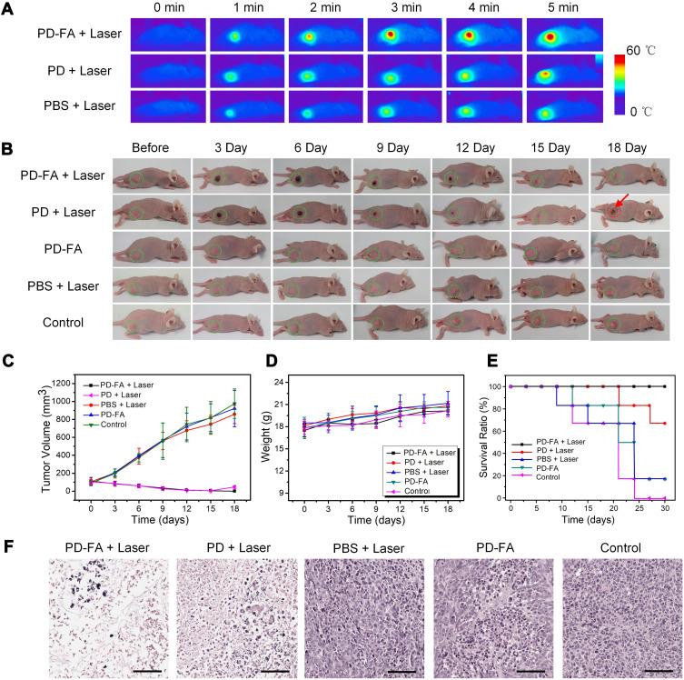 https://cdn.ncbi.nlm.nih.gov/pmc/blobs/9245/8055284/6bdba122b90f/IJN-16-2879-g0008.jpg
