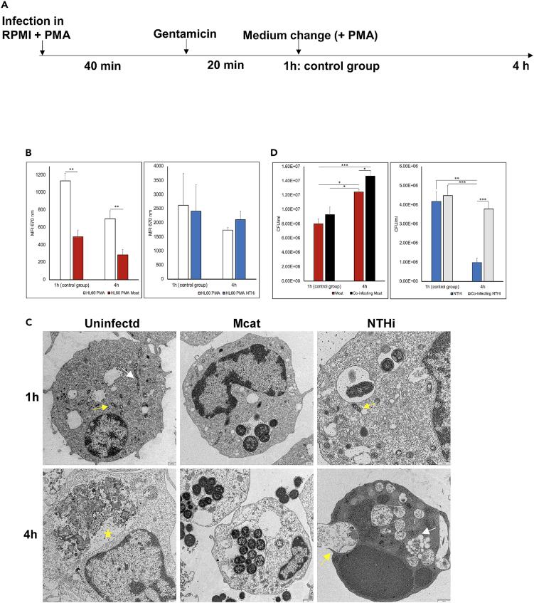 https://cdn.ncbi.nlm.nih.gov/pmc/blobs/9245/8899411/7f3aa2a009b9/gr5.jpg
