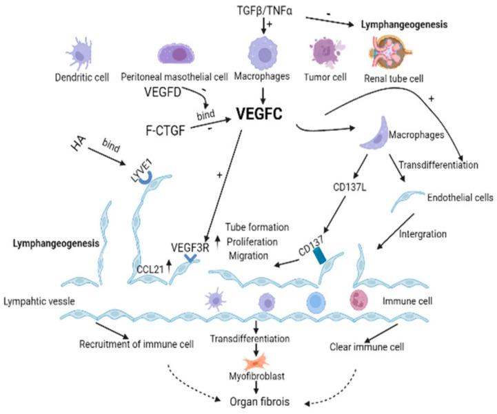 https://cdn.ncbi.nlm.nih.gov/pmc/blobs/9248/10532049/7e079c872014/ijms-24-14123-g002.jpg