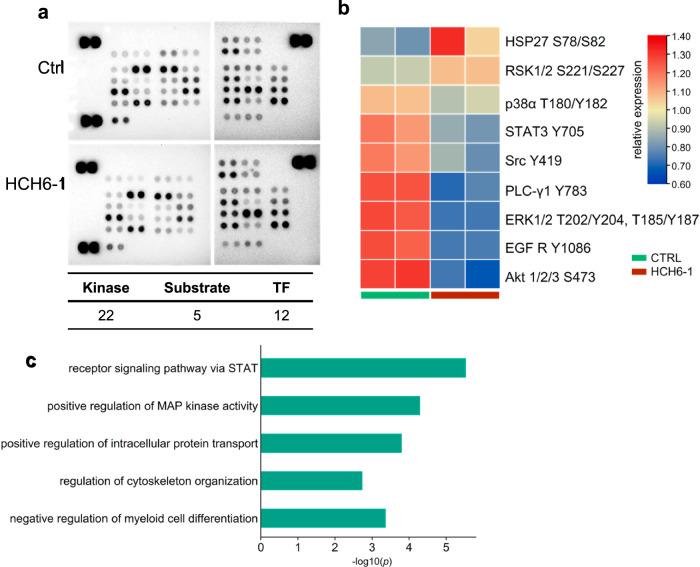 https://cdn.ncbi.nlm.nih.gov/pmc/blobs/9248/11473795/998b37cccf1d/42003_2024_7025_Fig7_HTML.jpg