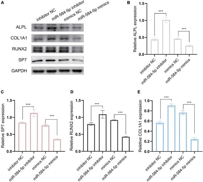 https://cdn.ncbi.nlm.nih.gov/pmc/blobs/9249/8503254/7e43e3e57fd4/fgene-12-750827-g008.jpg