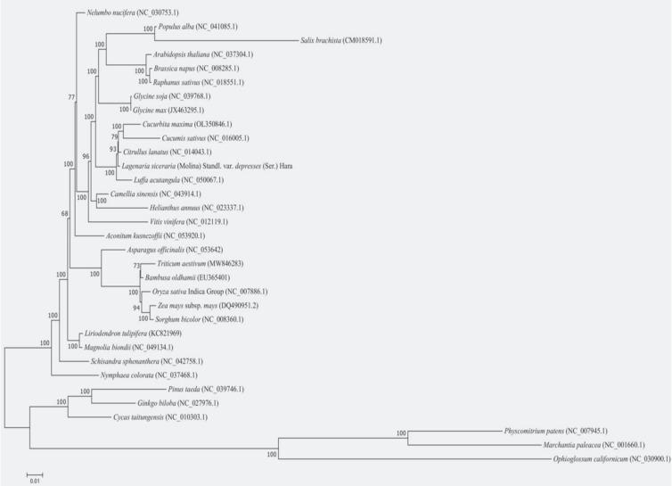 https://cdn.ncbi.nlm.nih.gov/pmc/blobs/924d/12321865/1d194ccb8eba/fpls-16-1599596-g009.jpg