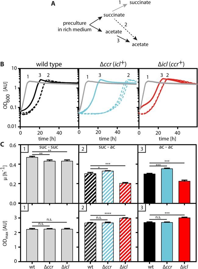 https://cdn.ncbi.nlm.nih.gov/pmc/blobs/9250/6747724/71673151e050/mBio.00805-19-f0004.jpg