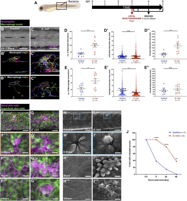 https://cdn.ncbi.nlm.nih.gov/pmc/blobs/9254/8120001/cf645f399fae/fcell-09-676193-g002.jpg