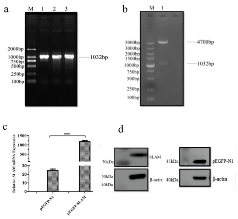 https://cdn.ncbi.nlm.nih.gov/pmc/blobs/9255/9774311/ffdde4b25f4c/animals-12-03542-g001.jpg
