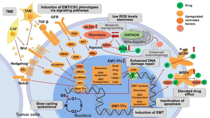 https://cdn.ncbi.nlm.nih.gov/pmc/blobs/9259/9094072/6b7082d3cc11/cdr-4-684.fig.1.jpg
