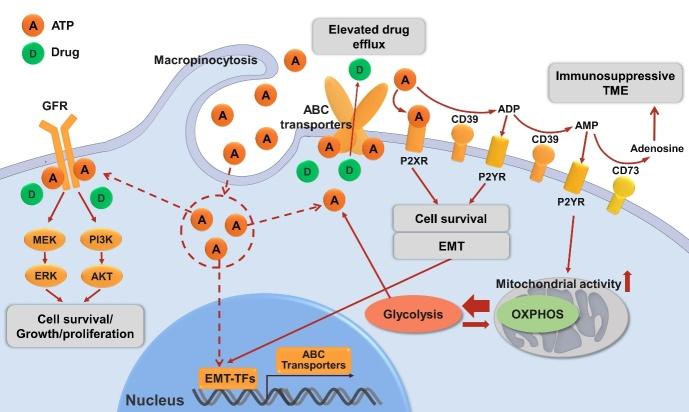 https://cdn.ncbi.nlm.nih.gov/pmc/blobs/9259/9094072/99afd21d8a1a/cdr-4-684.fig.2.jpg