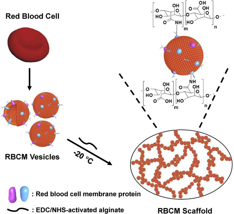 https://cdn.ncbi.nlm.nih.gov/pmc/blobs/9259/9871051/9b0504563539/IJN-18-385-g0003.jpg