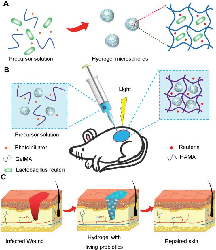 https://cdn.ncbi.nlm.nih.gov/pmc/blobs/9259/9871051/c06f4802bf67/IJN-18-385-g0006.jpg