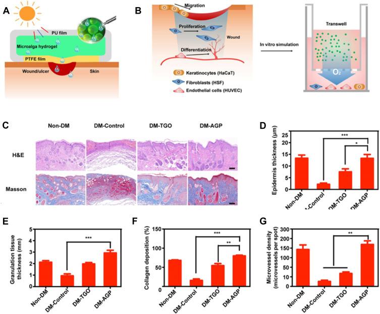 https://cdn.ncbi.nlm.nih.gov/pmc/blobs/9259/9871051/d63e15078157/IJN-18-385-g0008.jpg