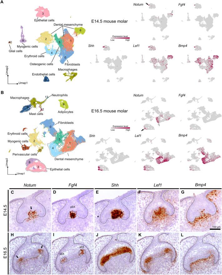https://cdn.ncbi.nlm.nih.gov/pmc/blobs/925a/11176191/457fa40e4582/41598_2024_64340_Fig1_HTML.jpg