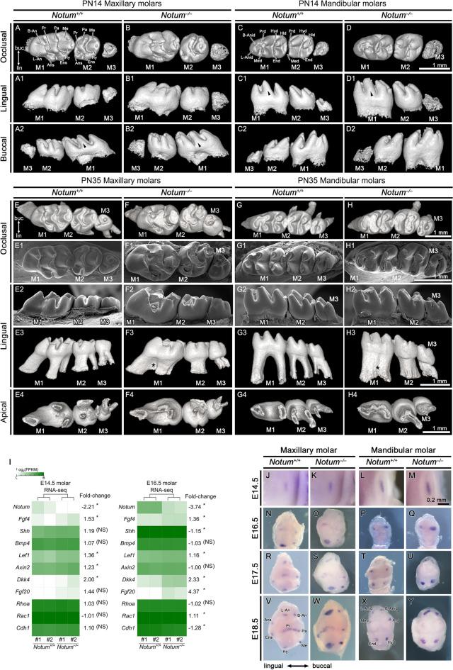 https://cdn.ncbi.nlm.nih.gov/pmc/blobs/925a/11176191/a3f9d858250c/41598_2024_64340_Fig2_HTML.jpg
