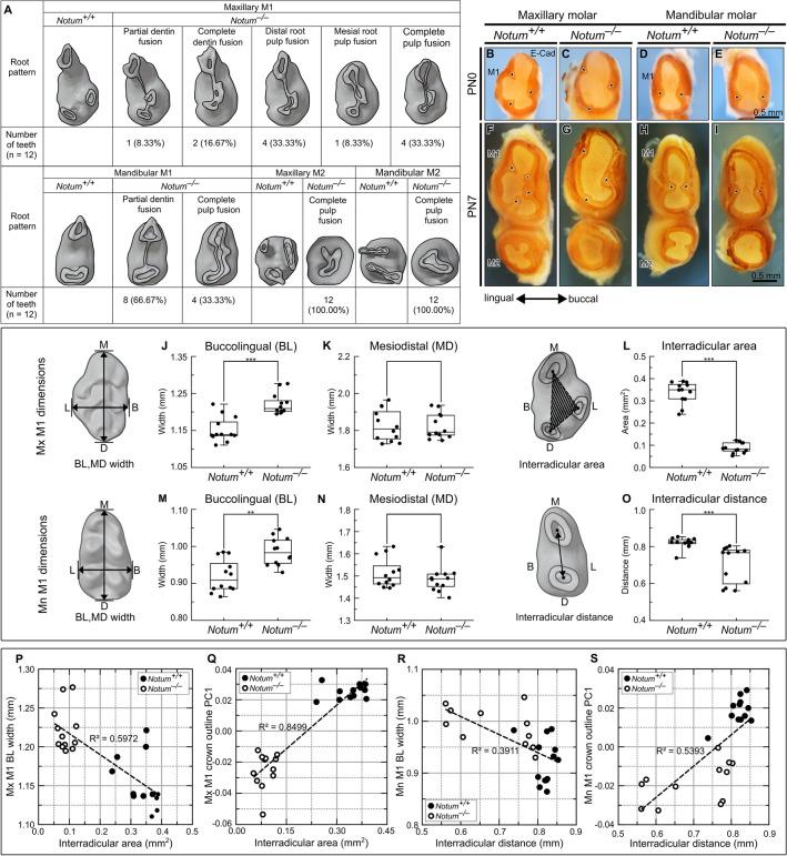 https://cdn.ncbi.nlm.nih.gov/pmc/blobs/925a/11176191/bba7035d2a6b/41598_2024_64340_Fig4_HTML.jpg
